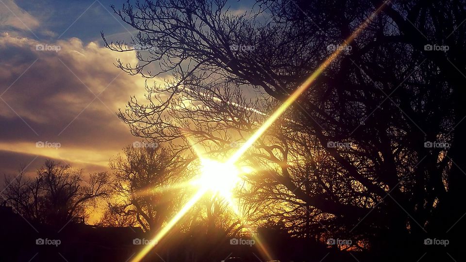 Silhouette of tree during sunset