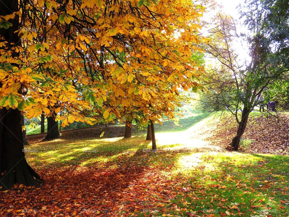 Fall in the park