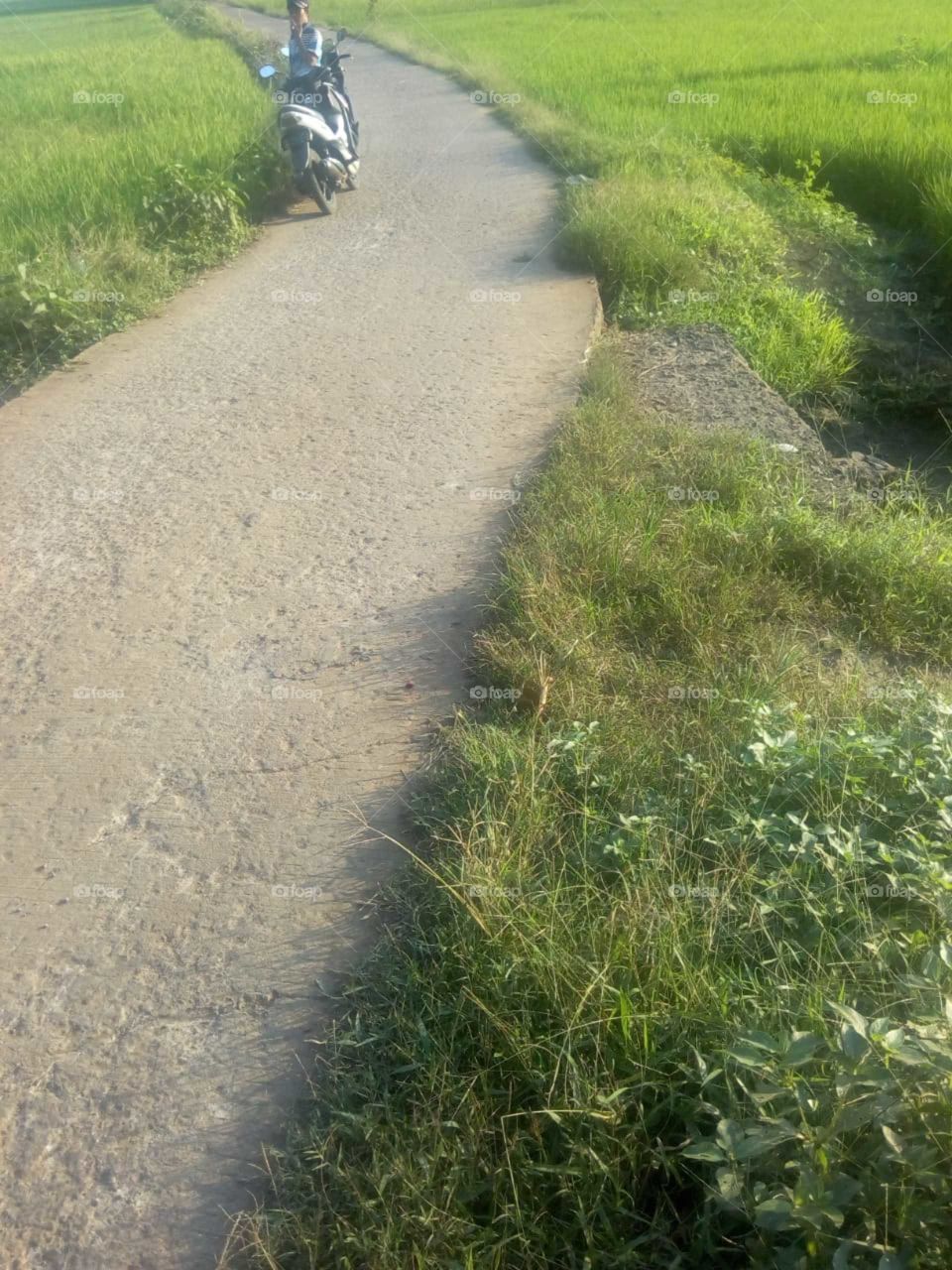 amobg the rice fields