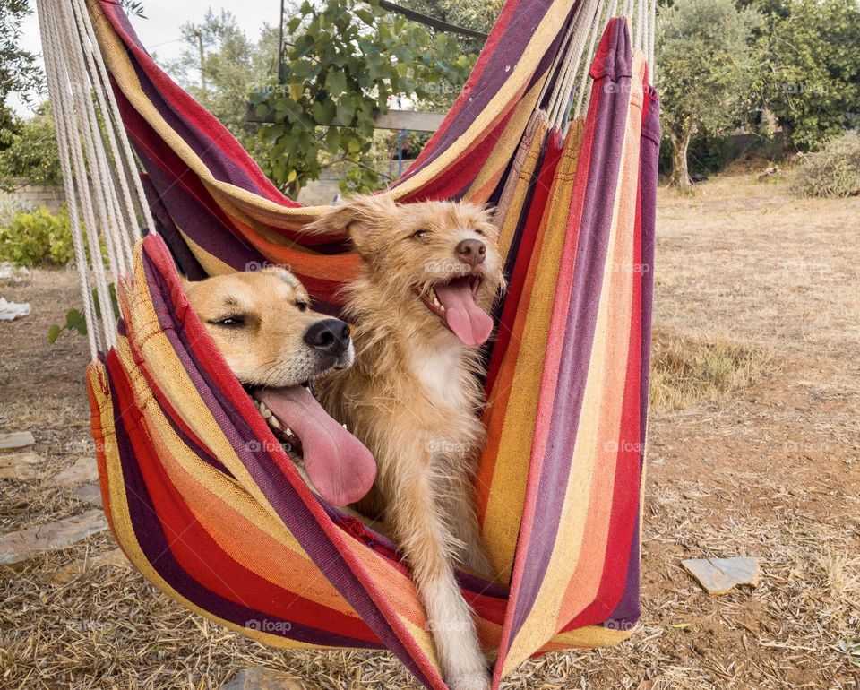 2 happy dogs chilling out in a colourful hammock