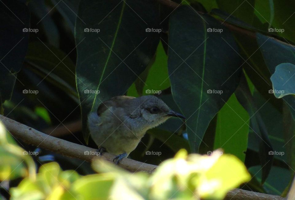 Indonesian honey eater. Large size honey eater. Incommon bird which visited garden and perch along the day at the guava.