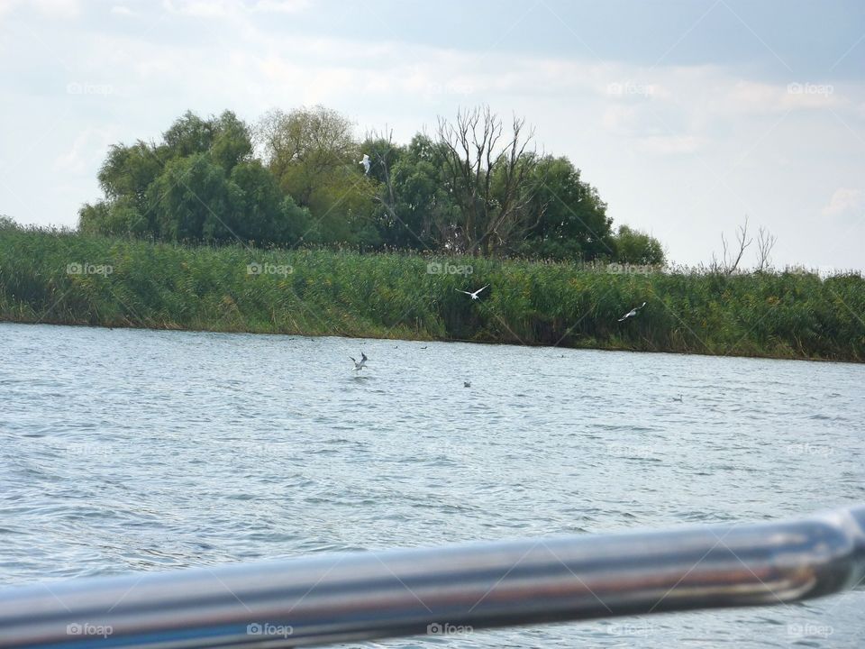 birds flying in Danube Delta