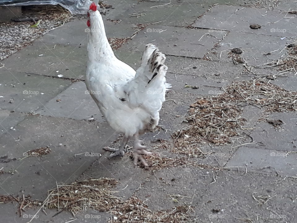 Chicken walks across the yard