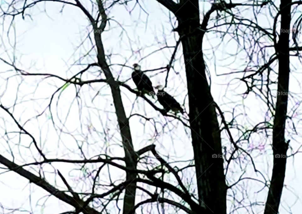 A pair of eagles watching too creak