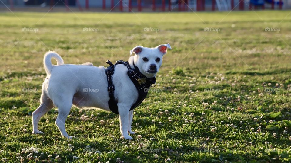 Dog at the park 