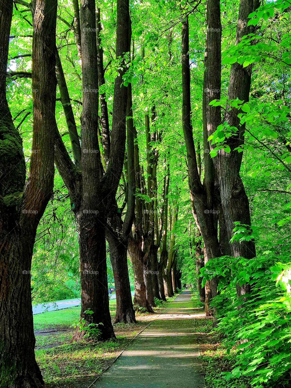 Park alley.  Tree trunks stand in a row