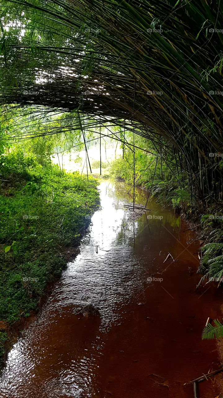 Stream farm Conceição
