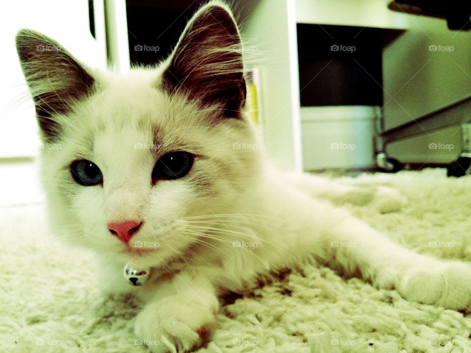 Curiosity Kisses the Cat. My kitten, Duchess, exploring