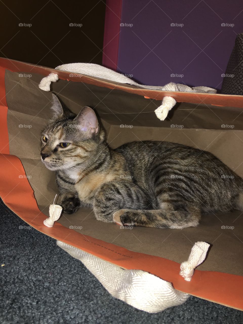 Spying on a mouse 🕵️‍♂️ 🐭