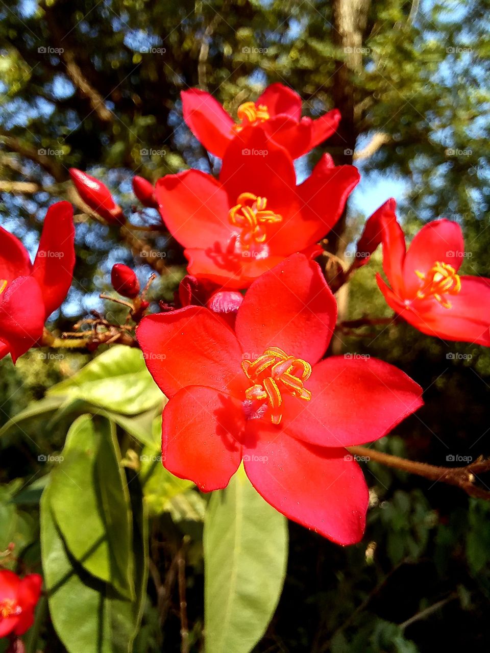 Ochna serrulata