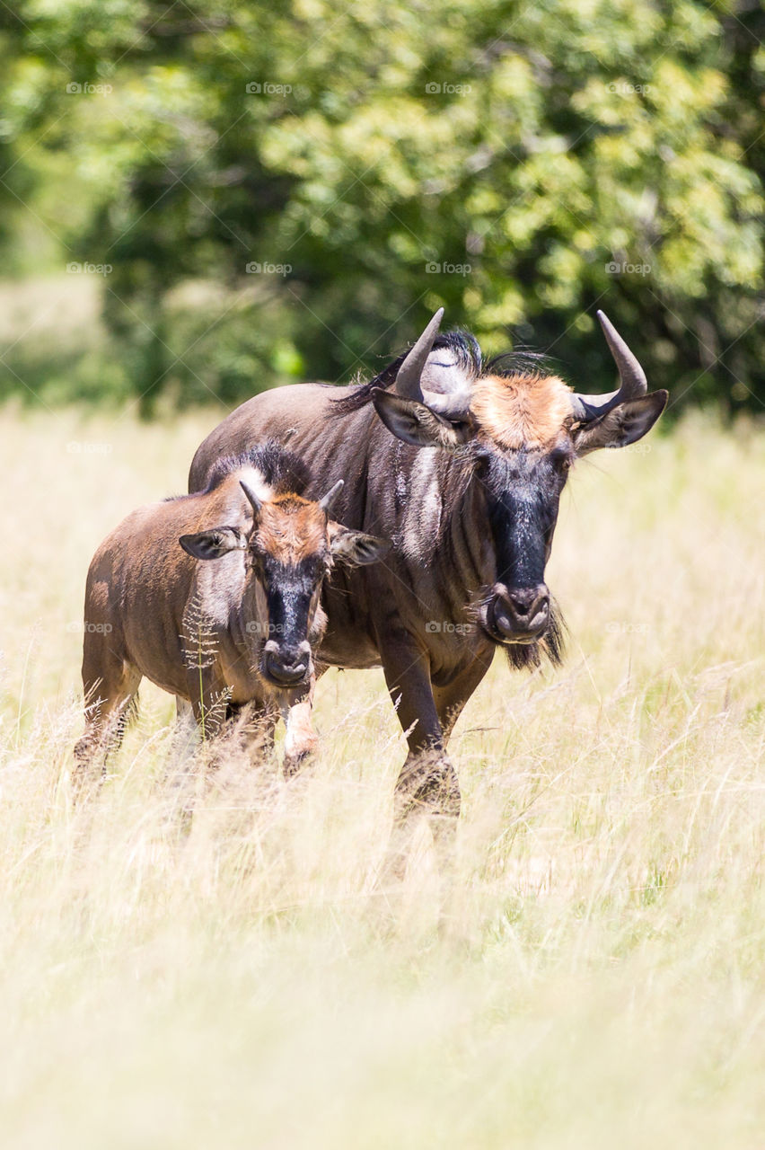 Photo of two wild blue wildebeest in the grass - mom and baby together. Beautiful image of family in the wild. Celebrating out amazing wildlife in 2019!
