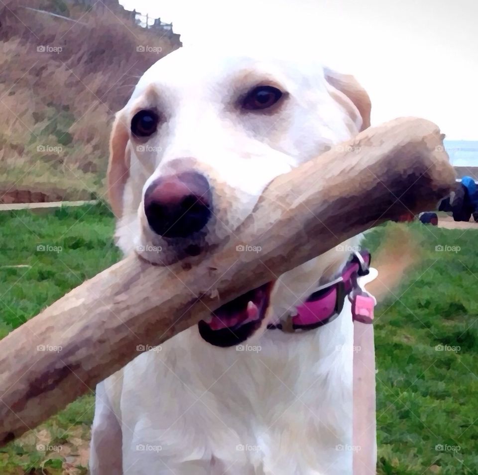 The big stick!