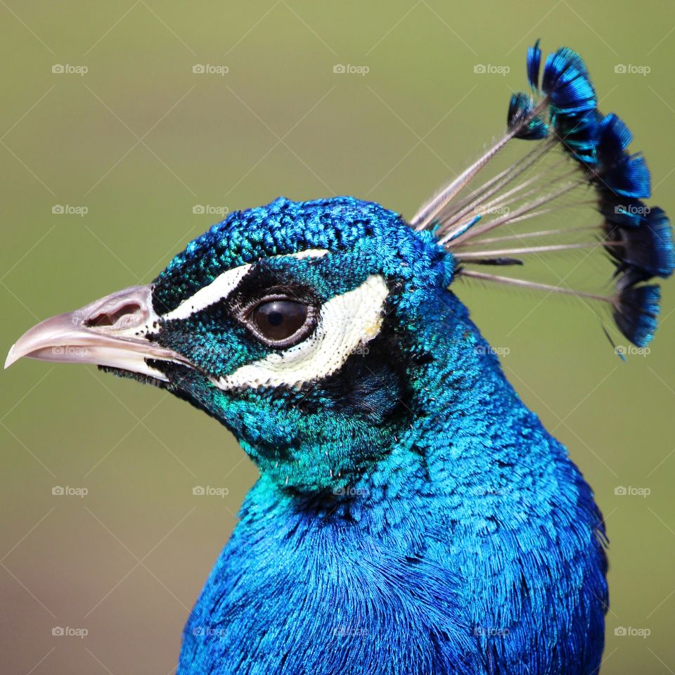 Peacock face 