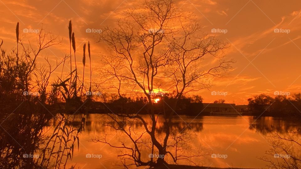 Beautiful colours Enhancing Sunset which is well enclosed for the day. Post Tree acting a Gorgeousstand by silhouetting the scene. 