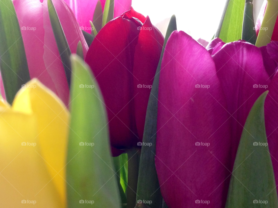 pink flower red springtime by cabday