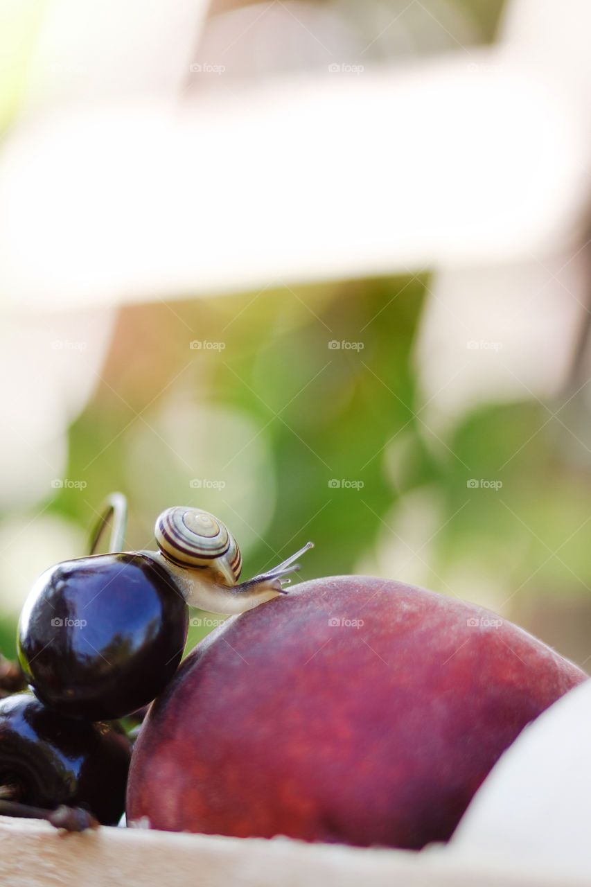 A little snail is crawling from cherry to peach, macro shot at one summer day 