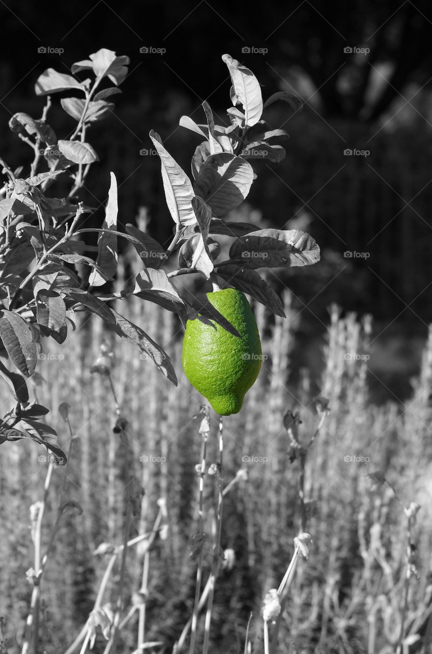green lemon on a black and white background