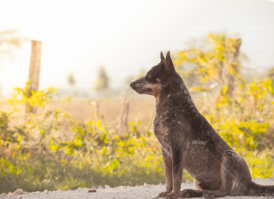 Nosso border Collie cuidando a  fazenda