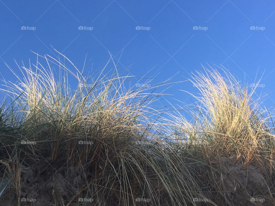 Grass on the beach 