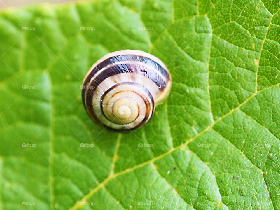 Gardensnail