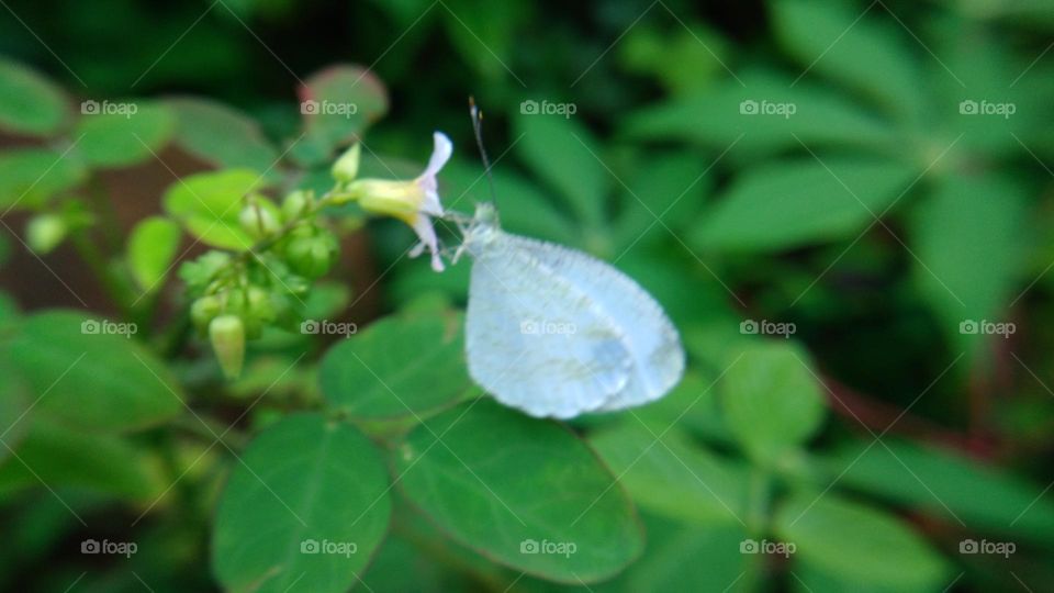 A white butterfly perched on flower