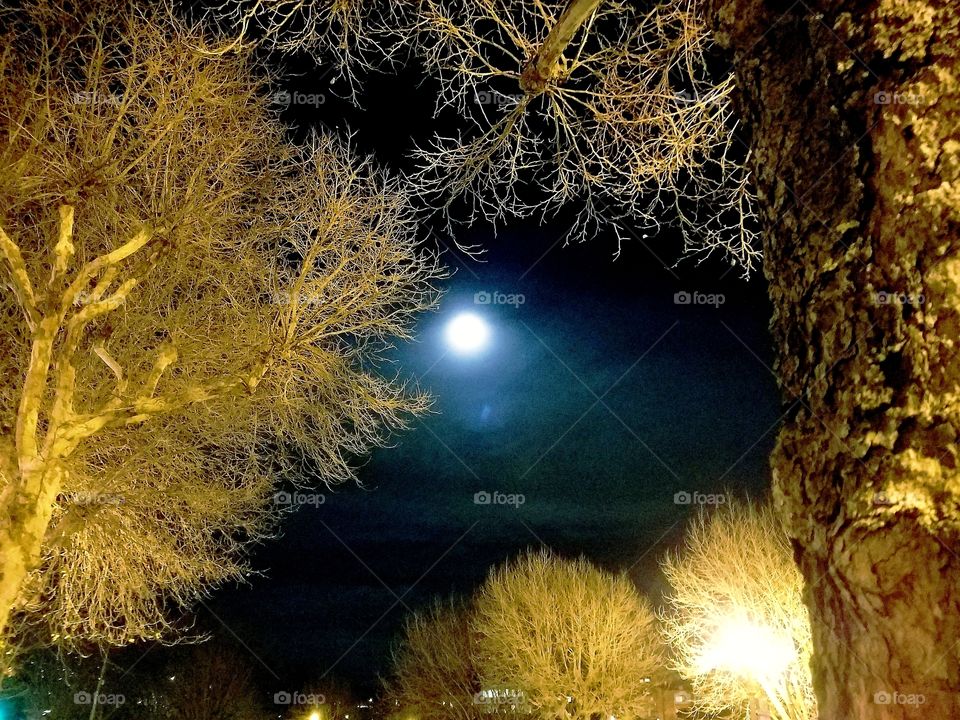 Full moon framed by trees