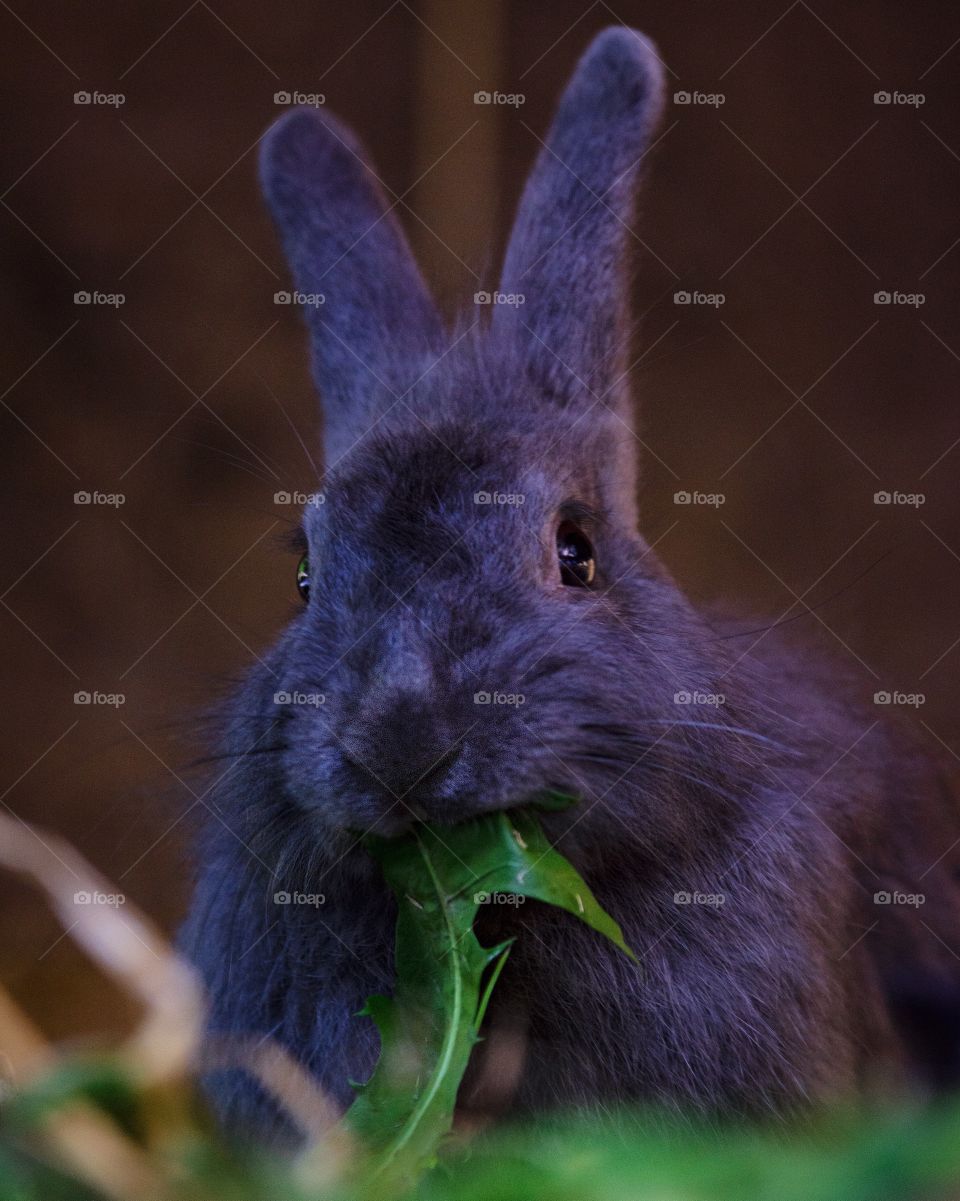 Bunny rabbit eating a leaf 
