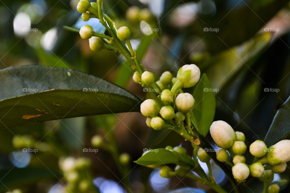 Orange blossom buds