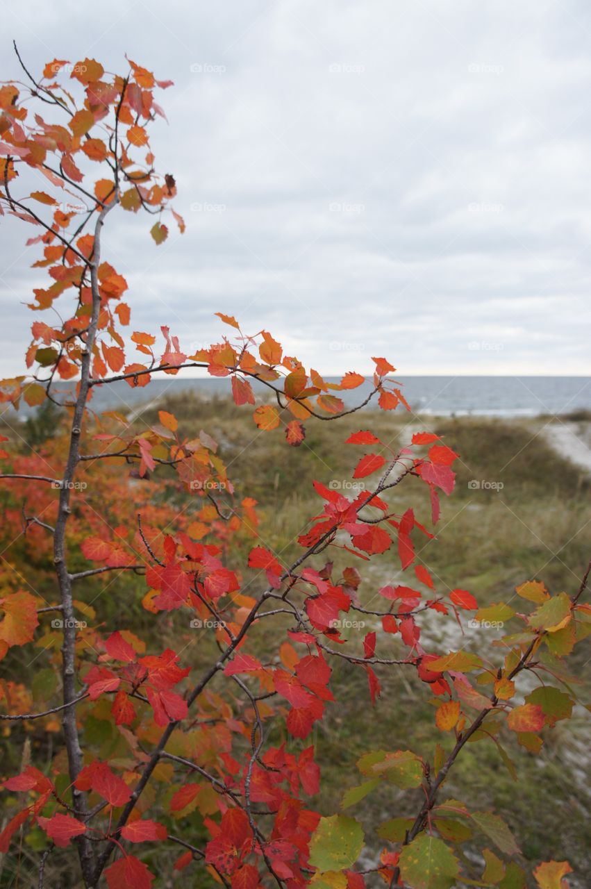 Leaf, Tree, Fall, Season, Nature