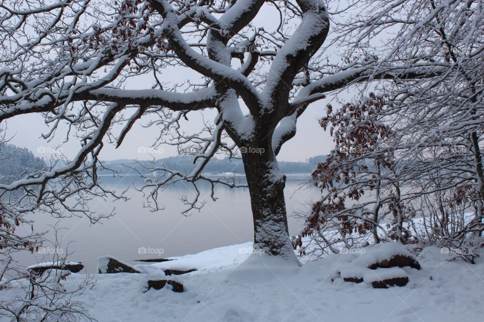 Idyllic lake and frozen bare trees in winter