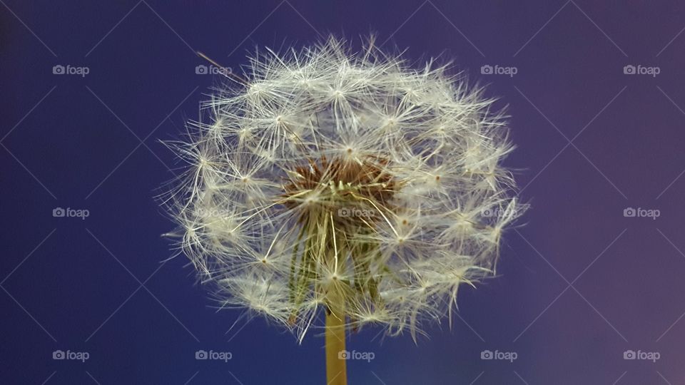 Dandelion