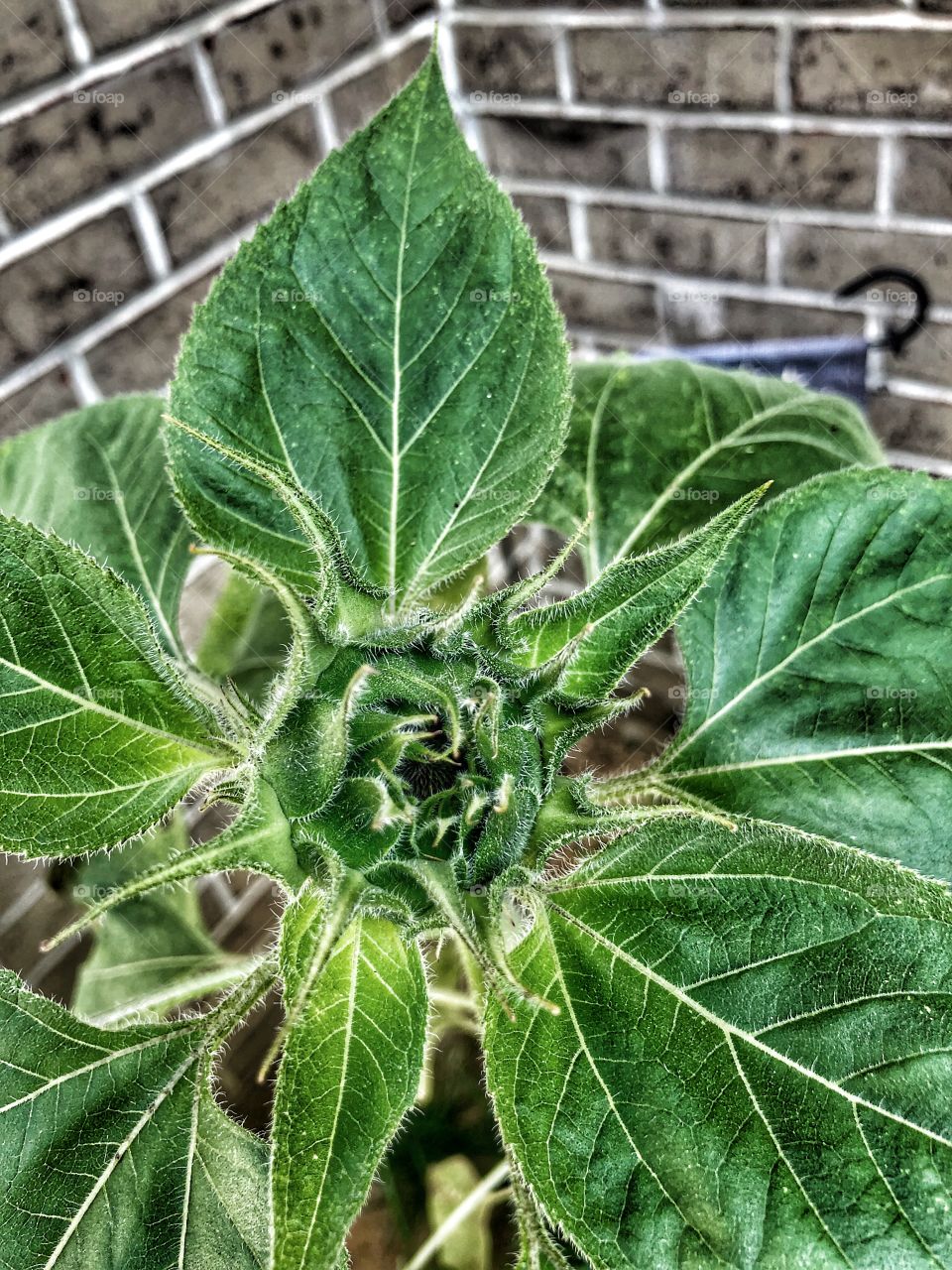 Sunflower almost ready to bloom 