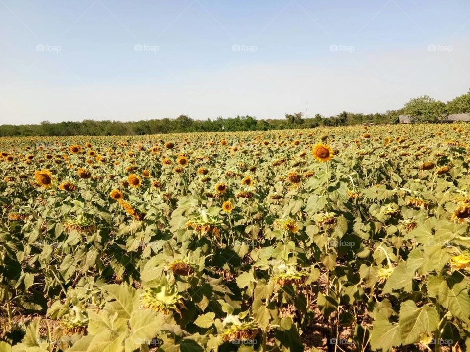 Sunflower field