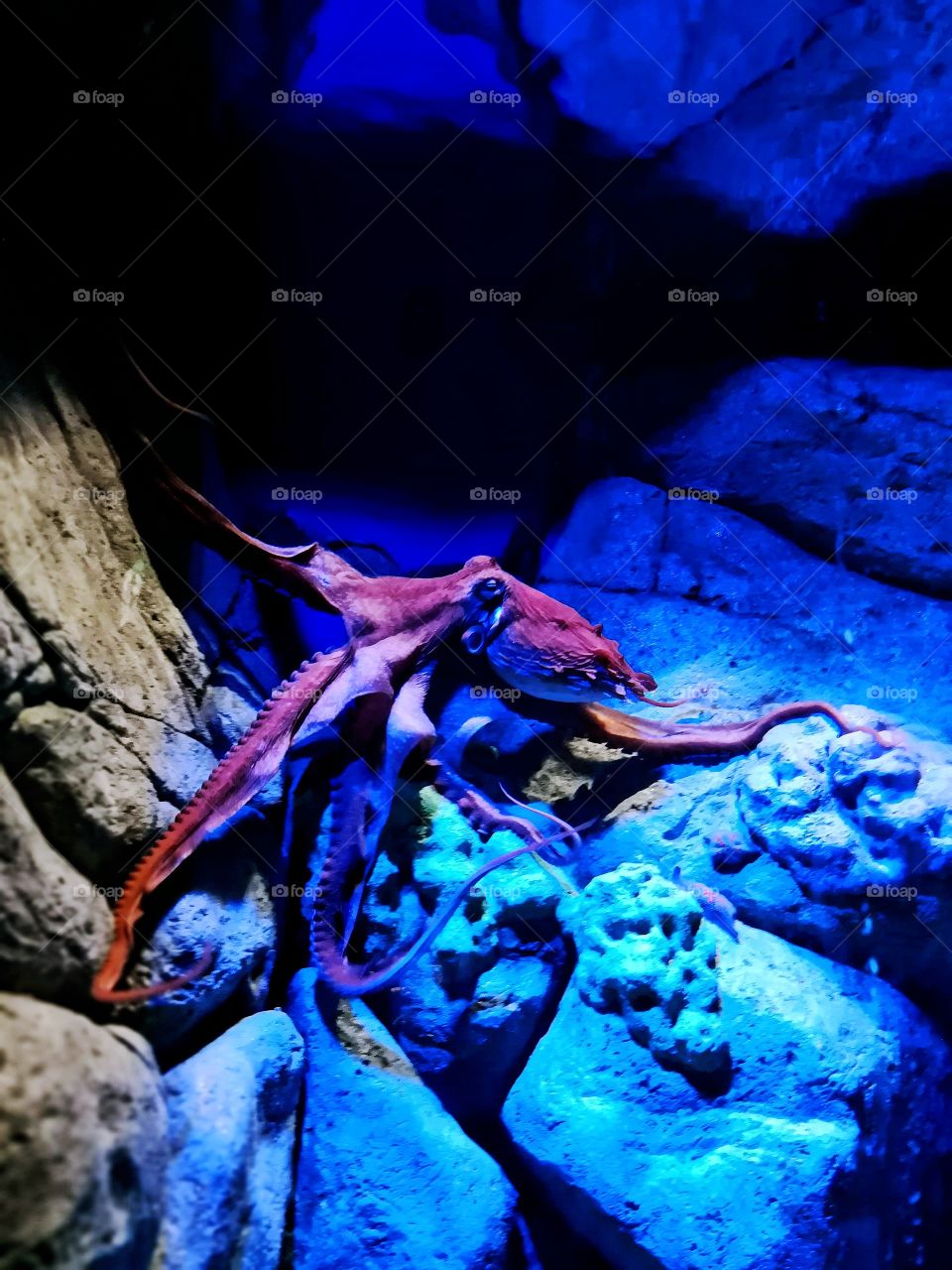 Octopus @ S. E. A. Aquarium