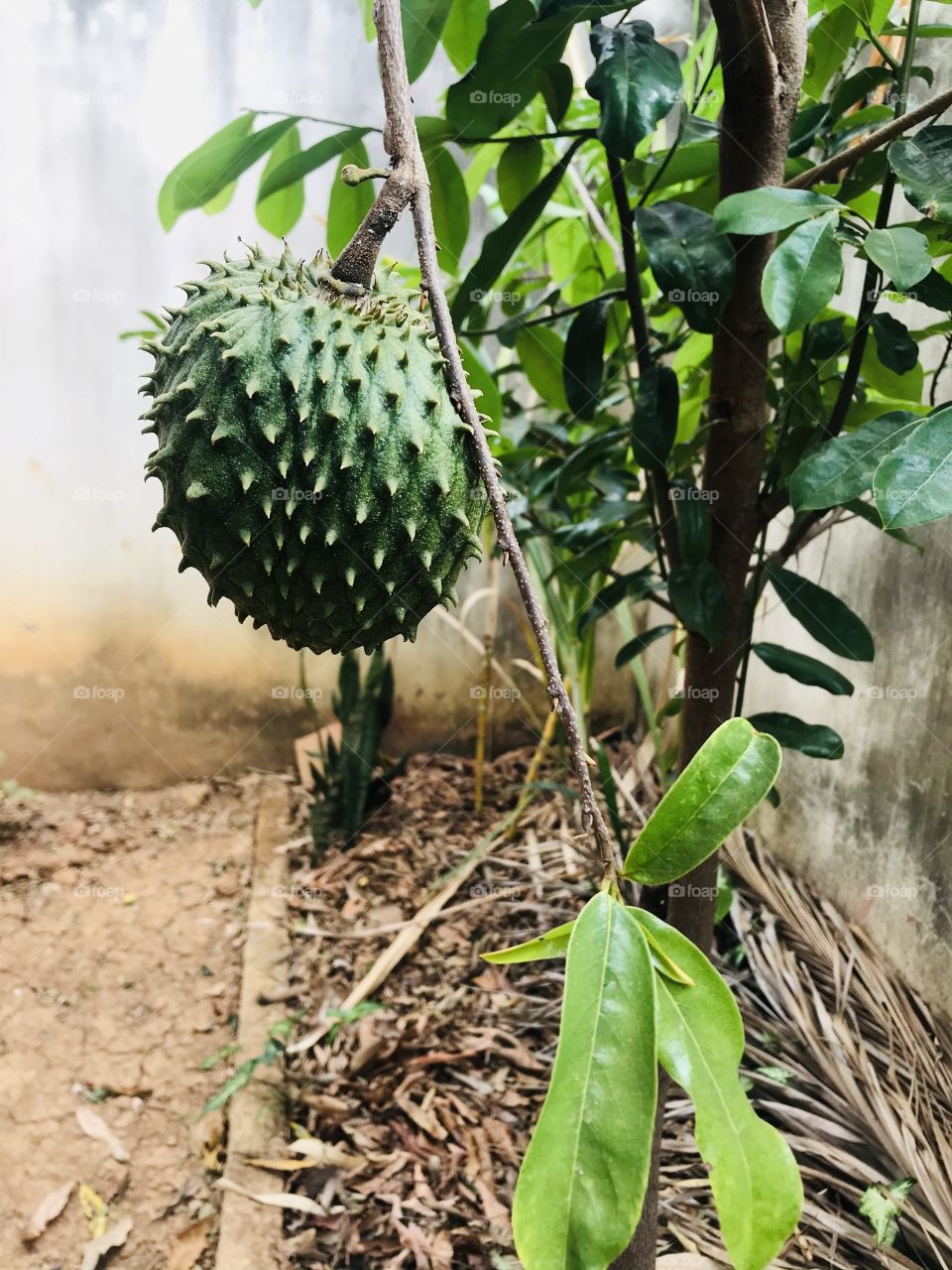 brazilian fruits - soursop