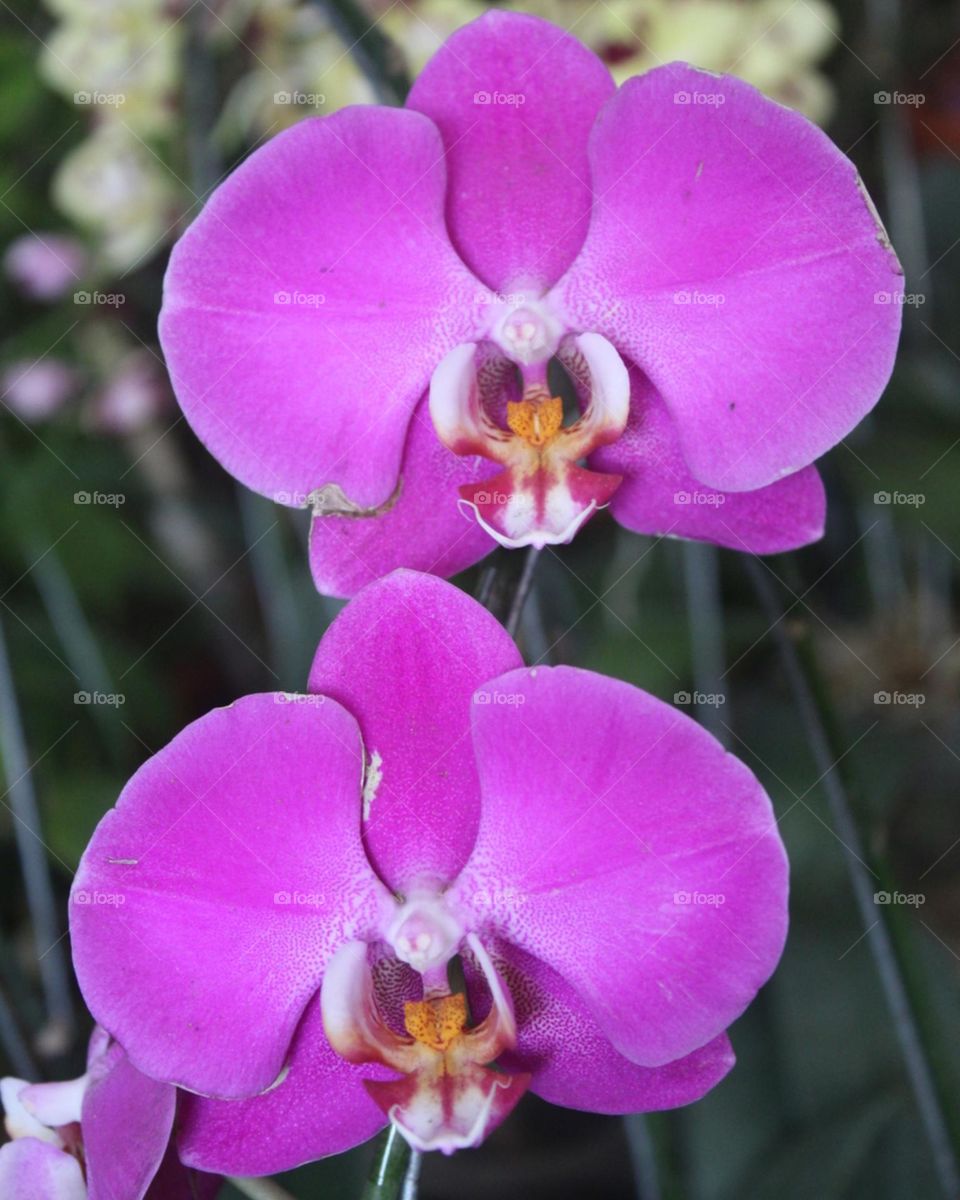 pink orchid