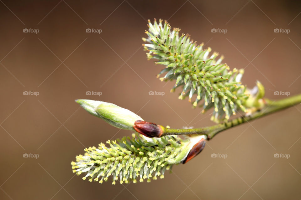 Bud on a tree.. Bud close up