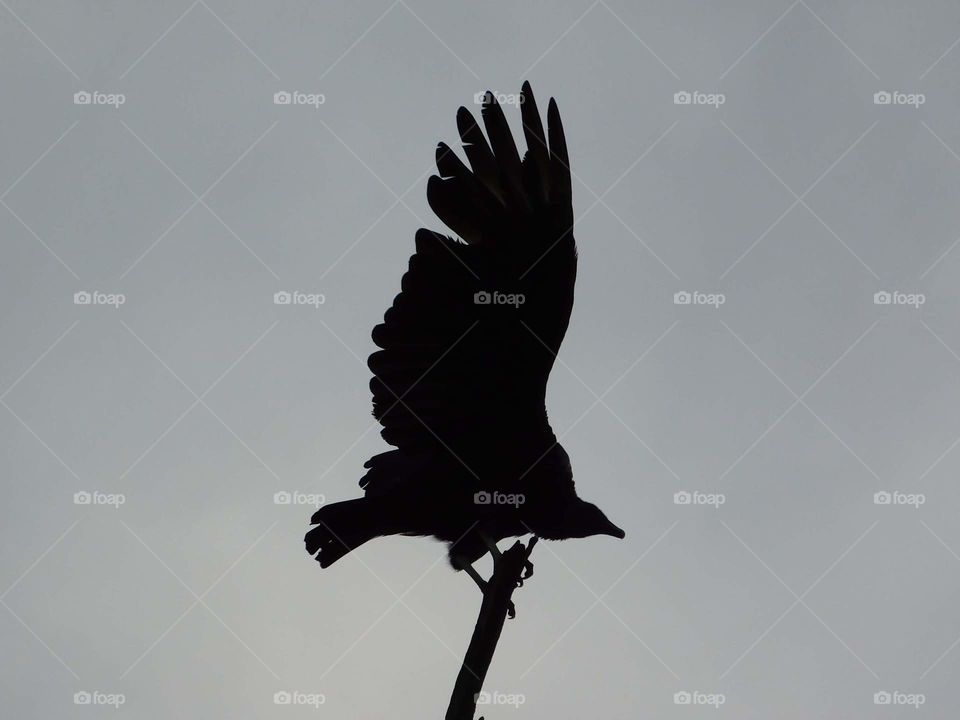 turkey vulture ready for takeoff