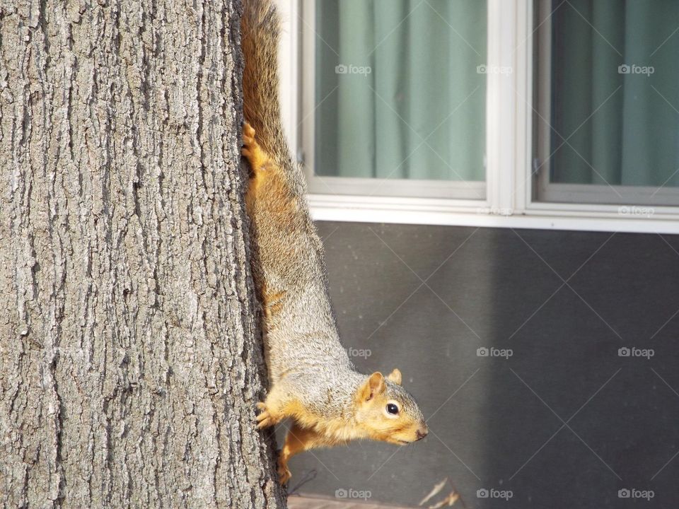 Squirrel 
