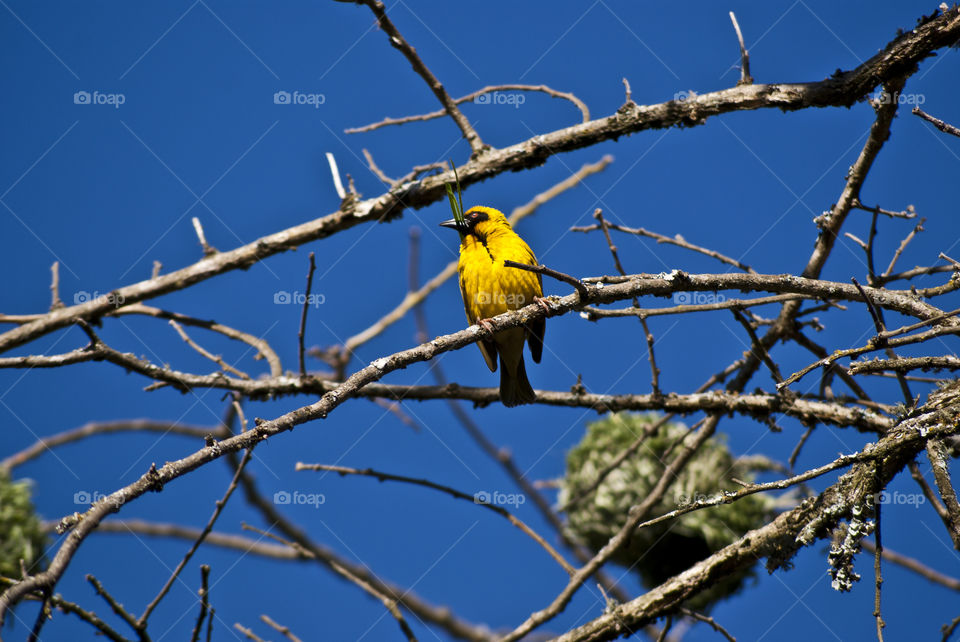 weaver sitting with a blade of grass ready to start weaving it's nest