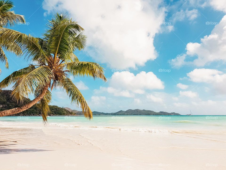 Beautiful beach landscape with palm tree on sandy beach on tropical island