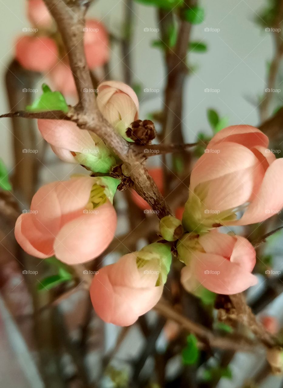 close-up of apricot flower of quince in  a vase