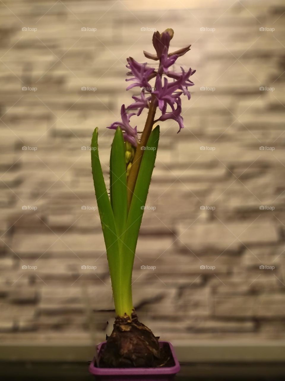 hyacinth, potted flower, plant, indoor flower green leaves, pink flowers, gray background, stones, wall