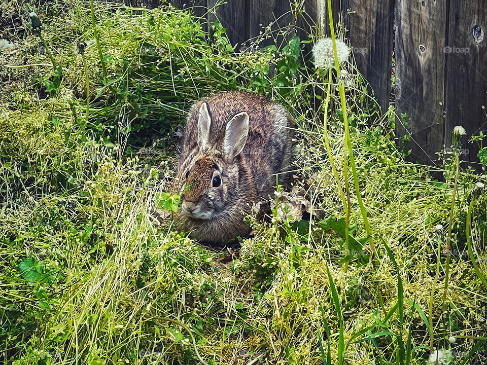 Wild rabbit in a patch of grass next to a fence 