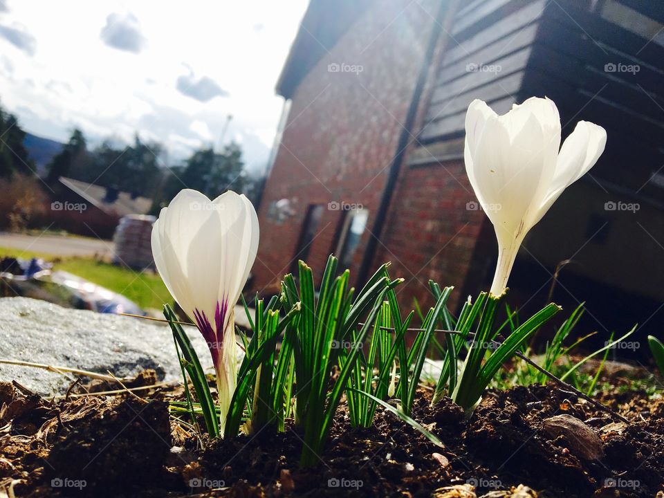 Flower, Nature, No Person, Easter, Garden