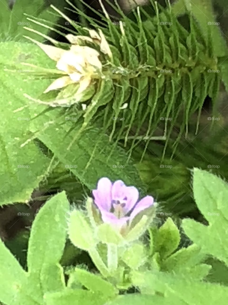 Pretty tiny weeds