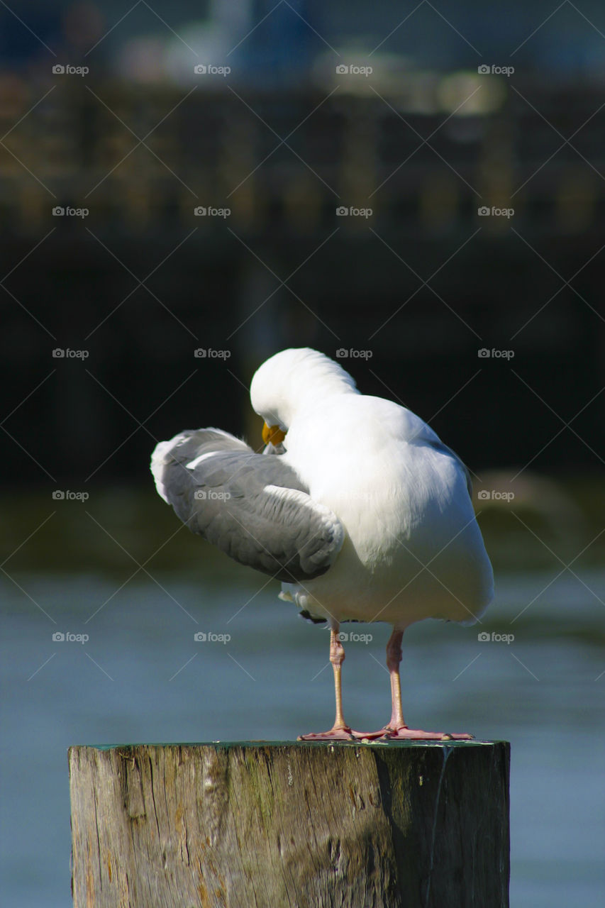 SEA GULL AT PIER 39 SAN FRANCISCO CALIFORNIA