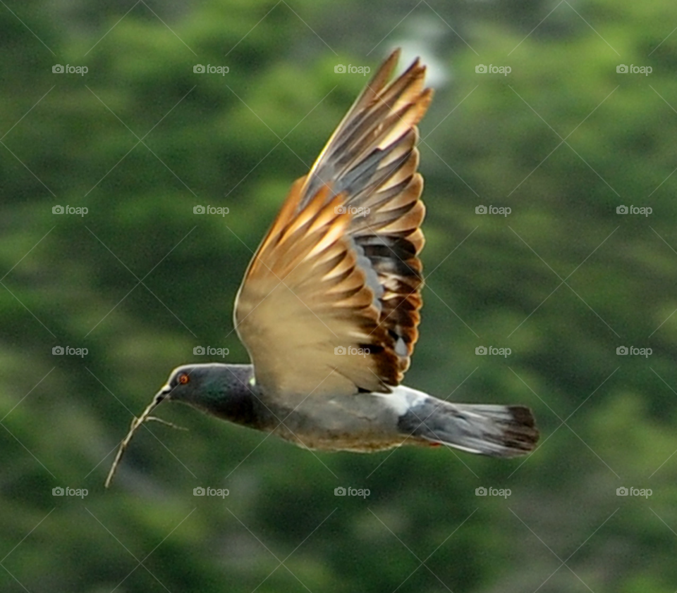 flying bird pigeon stick by lightanddrawing