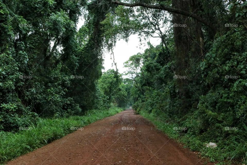 A road in the middle of the forest