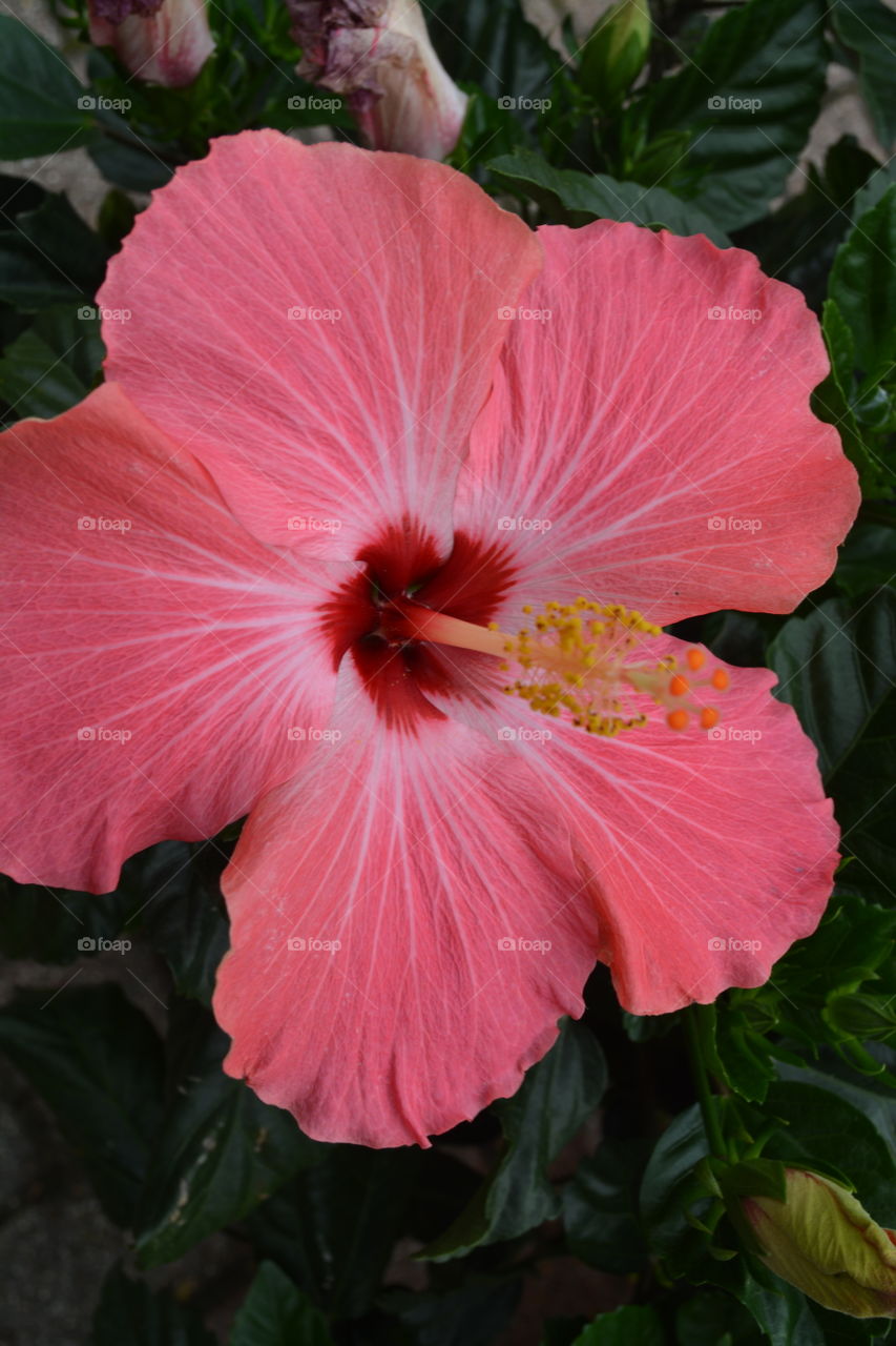 Bright pink flower I saw in a flower garden 